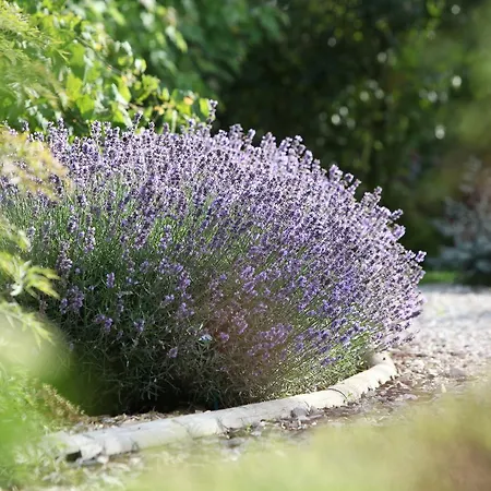 La Maison Du Passage - - Premium, Spa, Piscine Et Restaurant ベッド・アンド・ブレックファスト